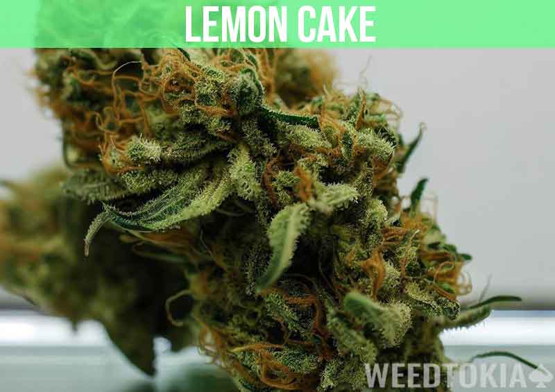 Lemon Cake Weed Strain