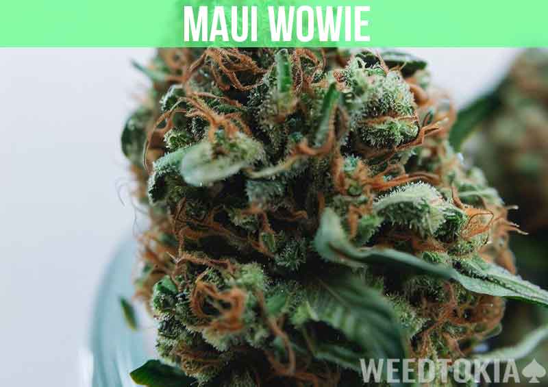 Maui Wowie at dispensary