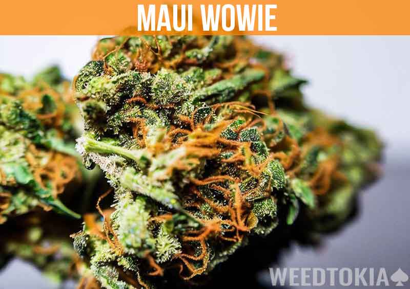 Maui Wowie on desk