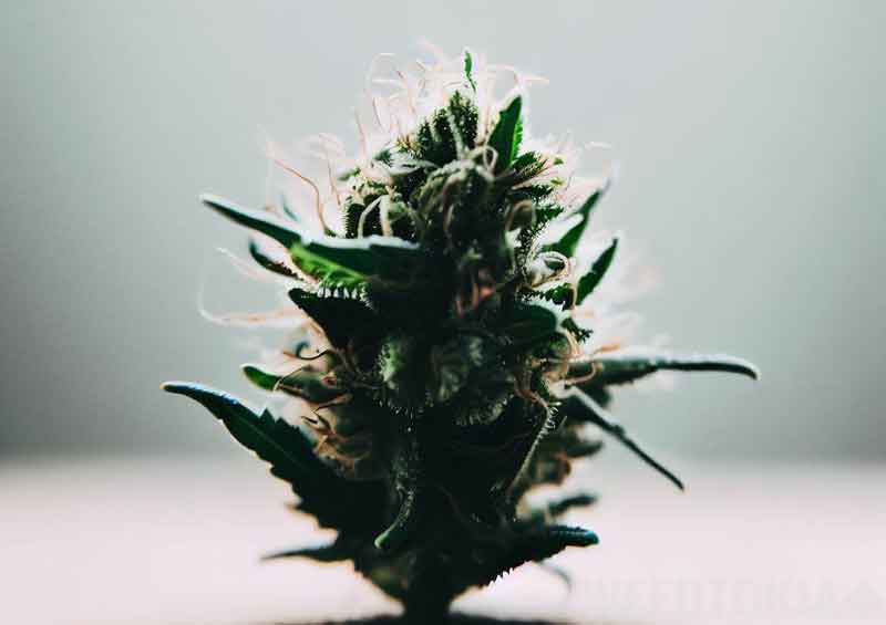 Micro marijuana bud