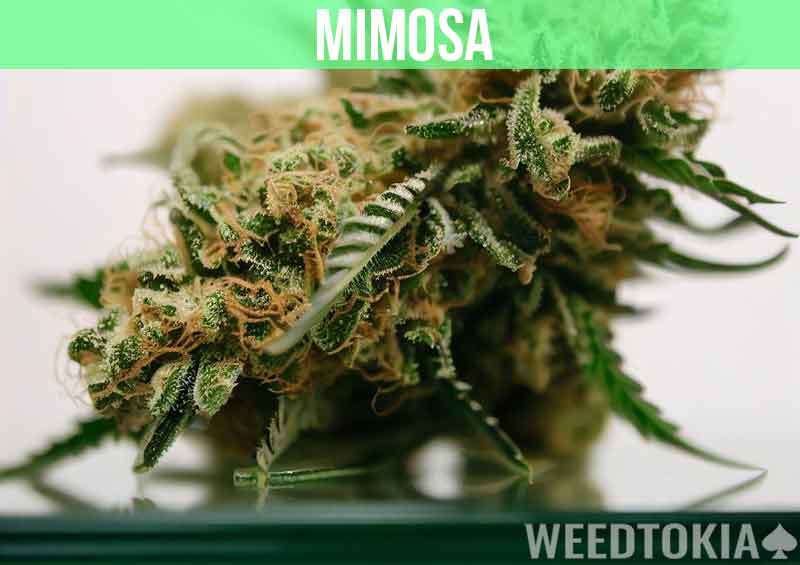 Mimosa at dispensary