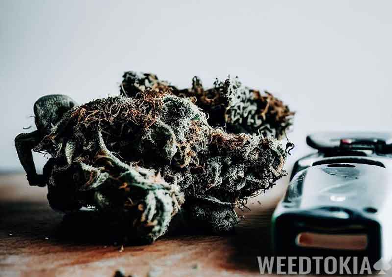 Moldy cannabis and lighter