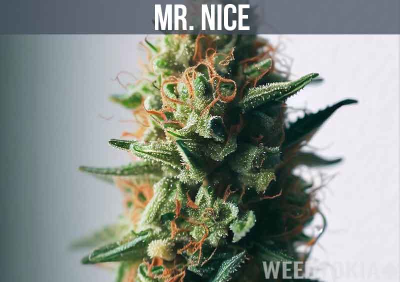 Mr. Nice Weed Strain