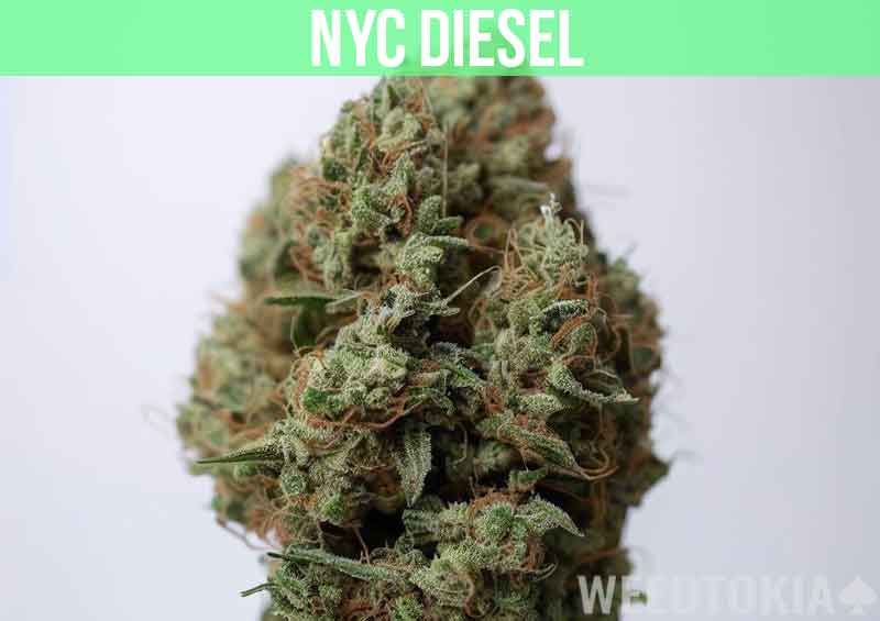 NYC Diesel at dispensary