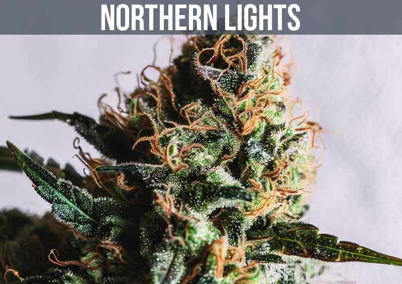 Northern Lights Strain