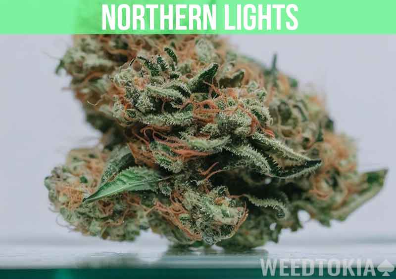 Northern Lights at dispensary