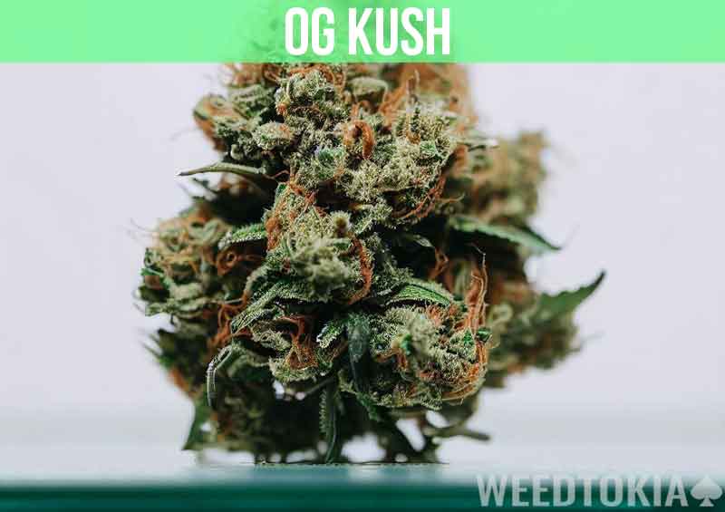 OG Kush at dispensary