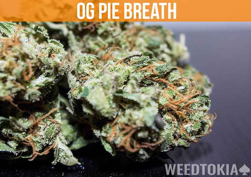 OG Pie Breath on desk