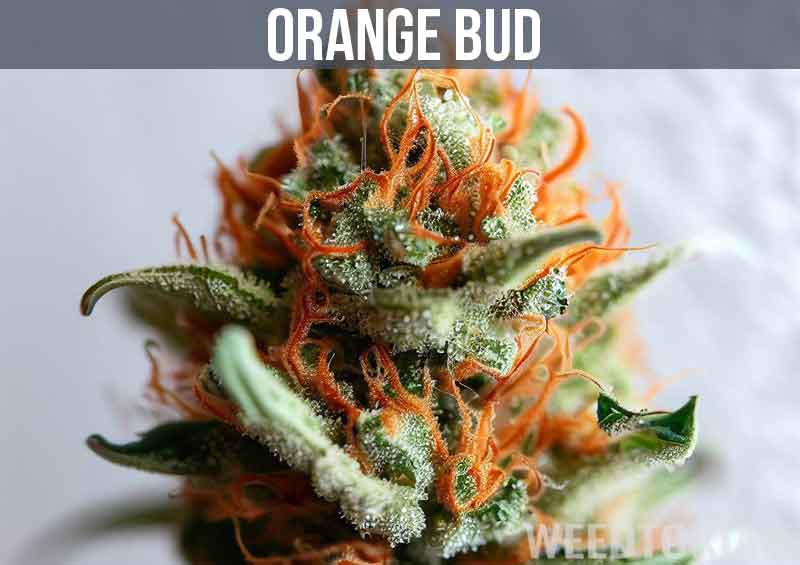 Orange Bud Strain