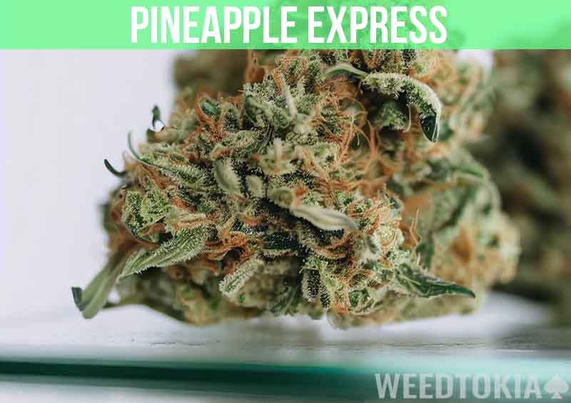 Pineapple Express at dispensary