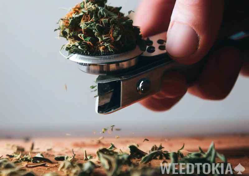 Pizza cutter used to slice bud