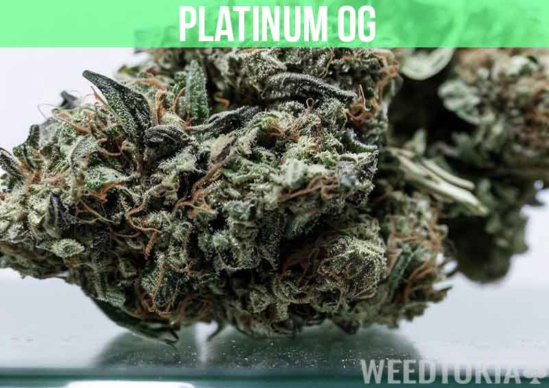 Platinum OG at dispensary