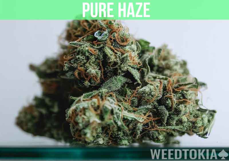 Pure Haze at dispensary