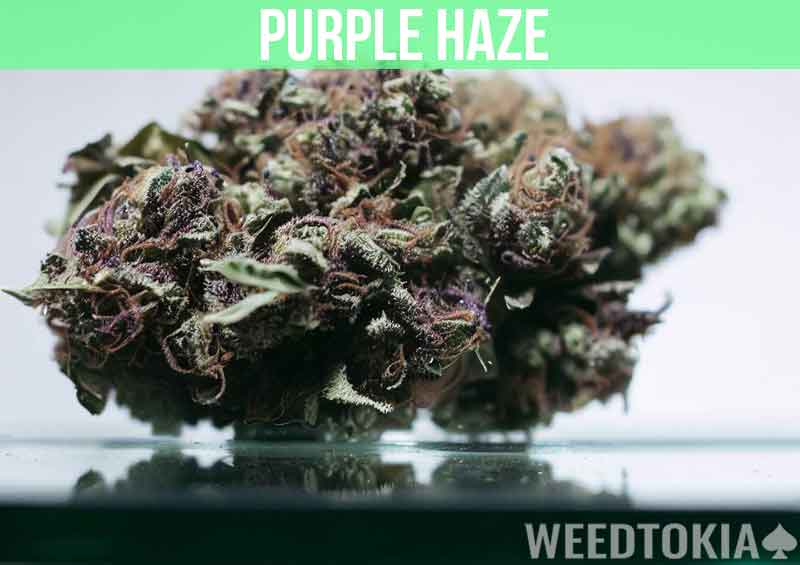 Purple Haze at dispensary