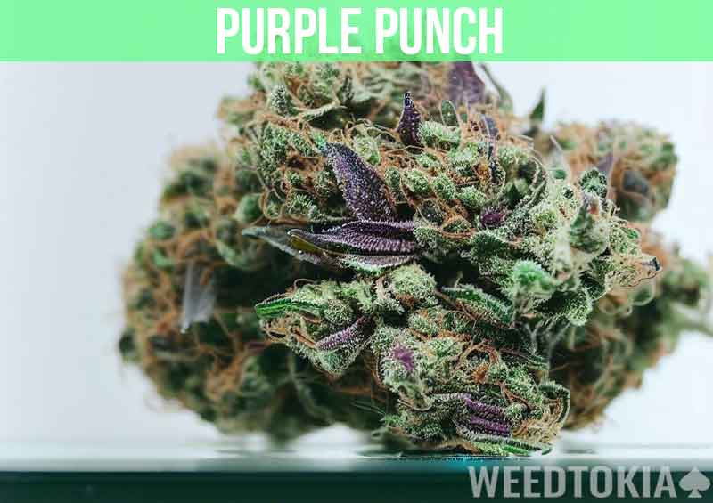 Purple Punch at dispensary