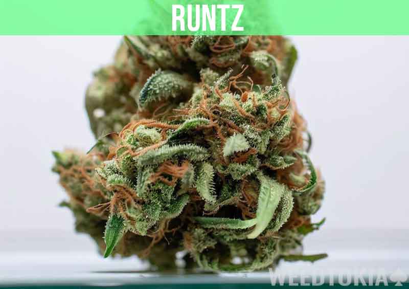 Runtz at dispensary