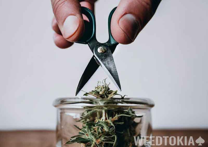 Small scissors cutting up bud