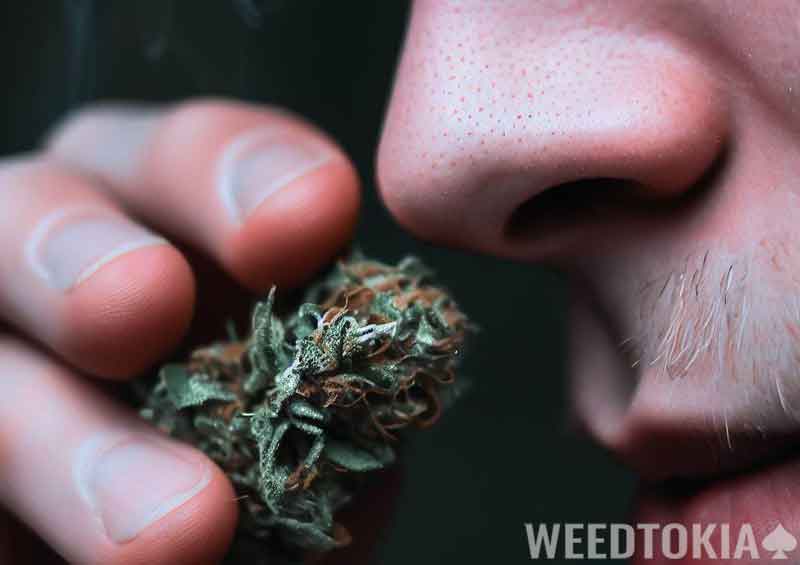 Smelling bud up-close