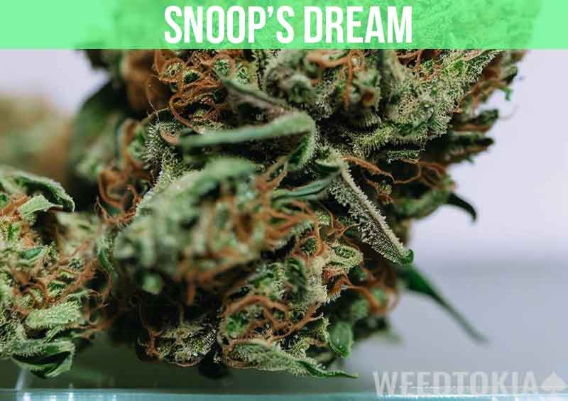 Snoop's Dream at dispensary