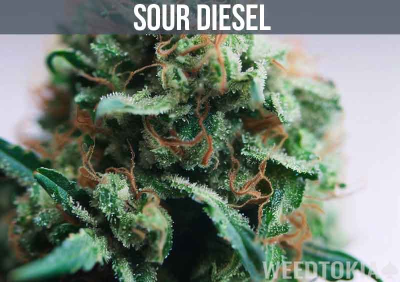 Sour Diesel Strain