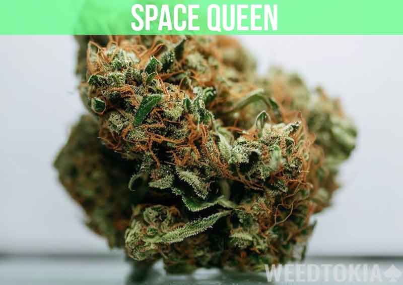 Space Queen at dispensary