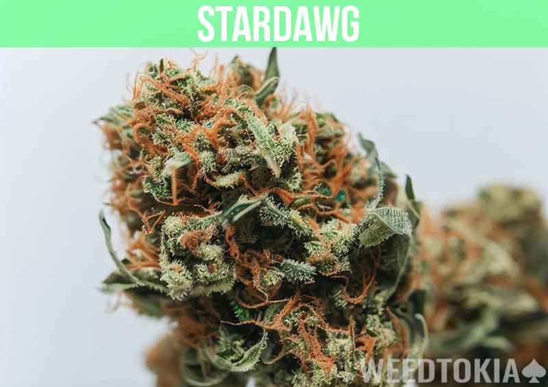 Stardawg at dispensary