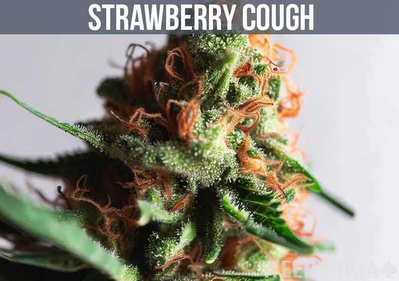 Strawberry Cough Strain