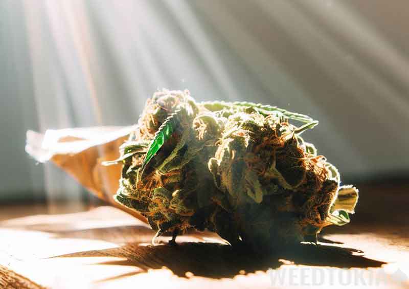 Sun rays heating weed