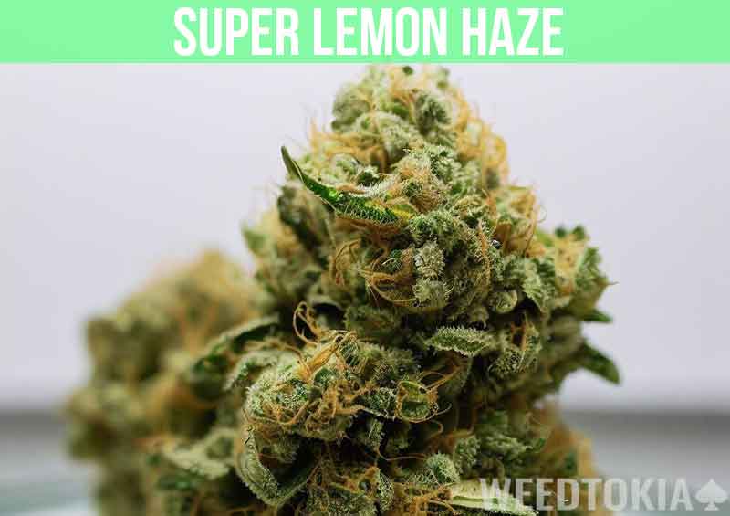 Super Lemon Haze at dispensary