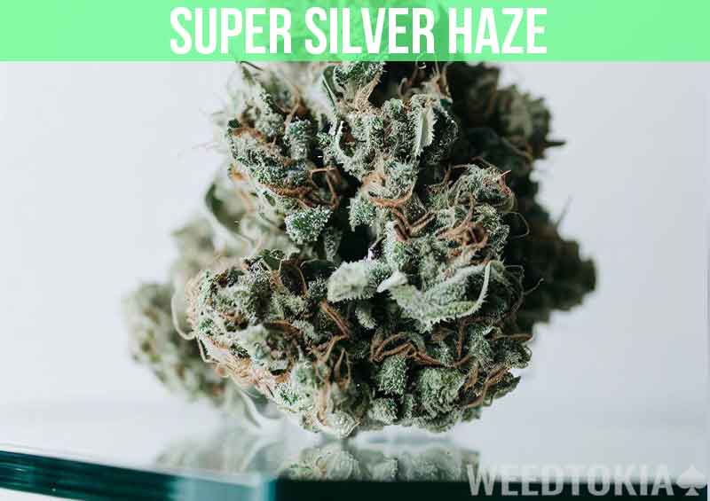 Super Silver Haze at dispensary