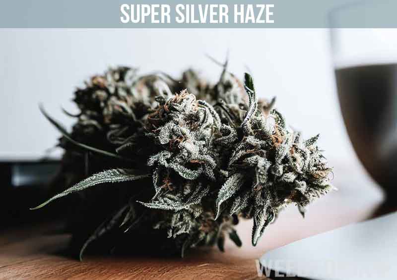 Super Silver Haze