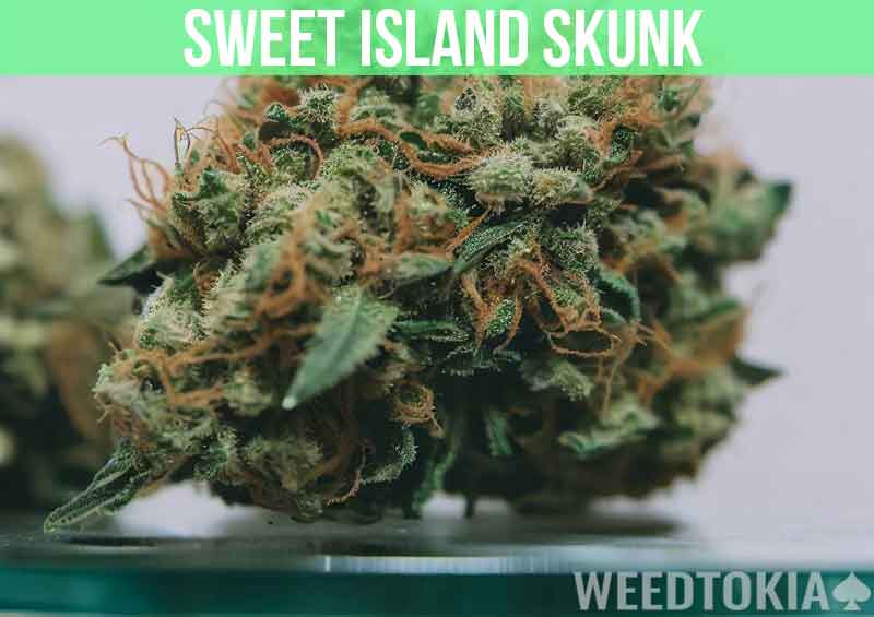 Sweet Island Skunk at dispensary