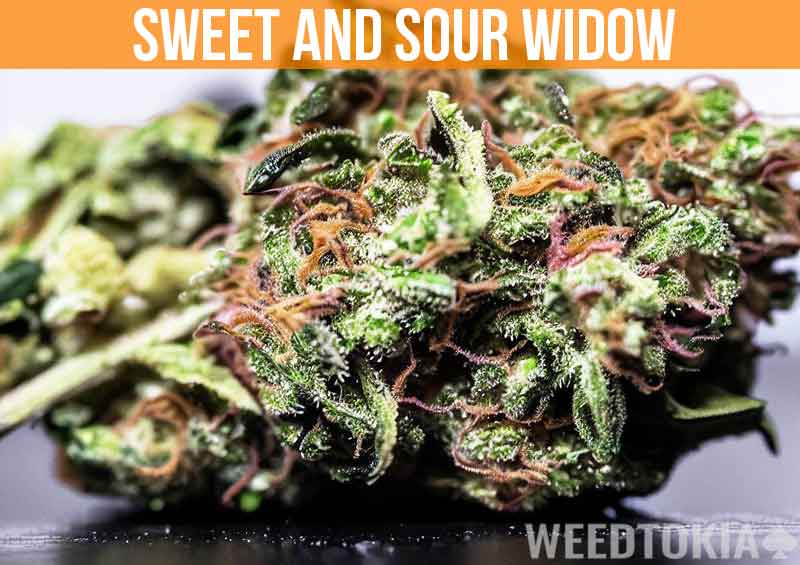 Sweet and Sour Widow on desk