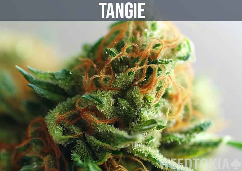 Tangie Strain