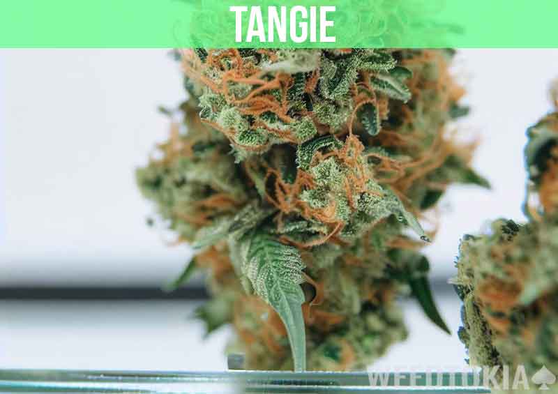 Tangie at dispensary