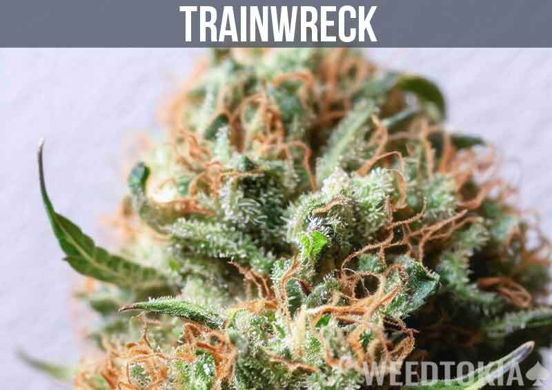 Trainwreck Strain