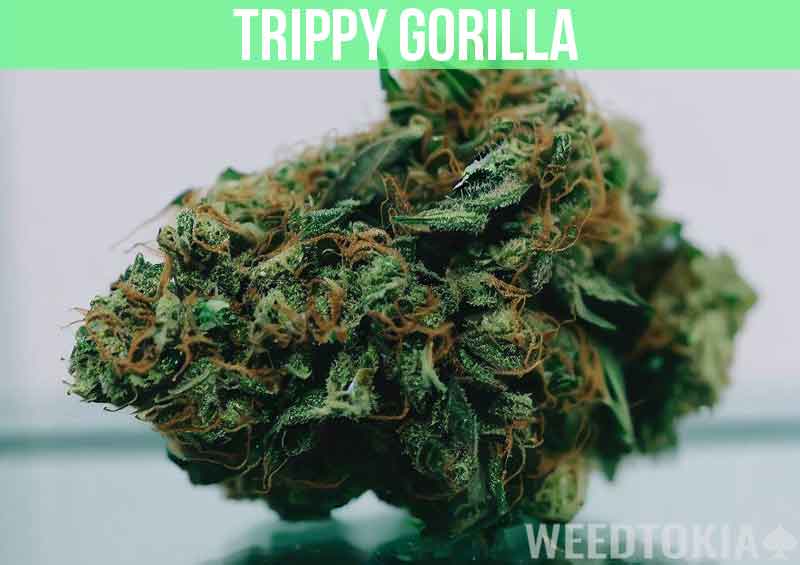 Trippy Gorilla at dispensary