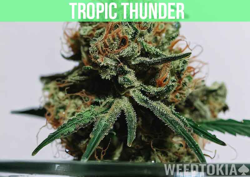 Tropic Thunder at dispensary