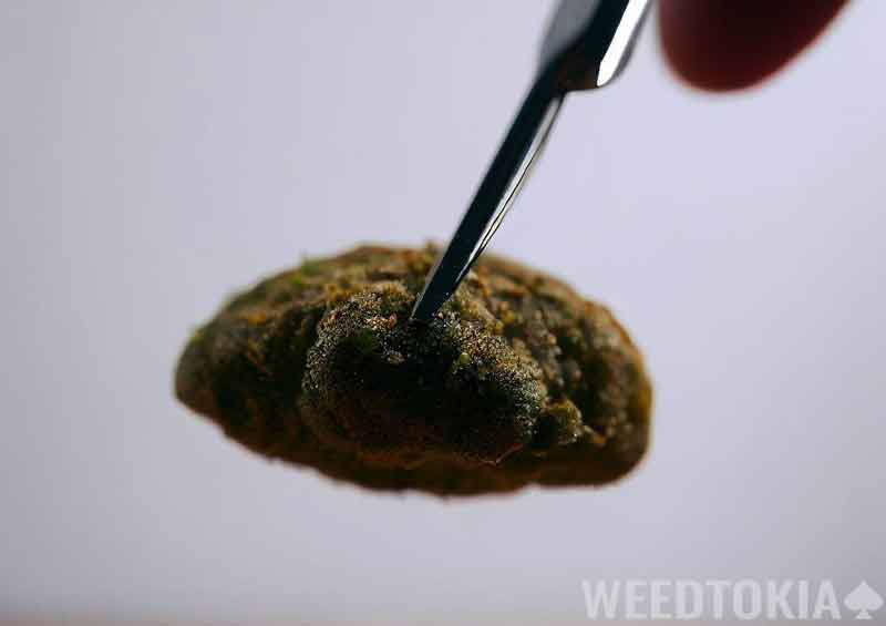 Tweezers holding a tiny Moon Rock