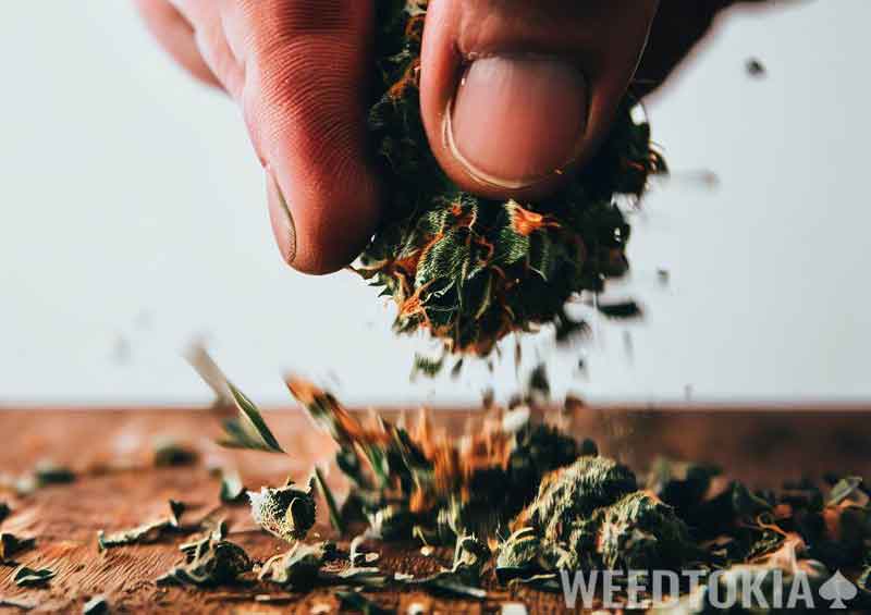 How to Grind Weed Without a Grinder (17 Effective Ways) - Weedtokia.com