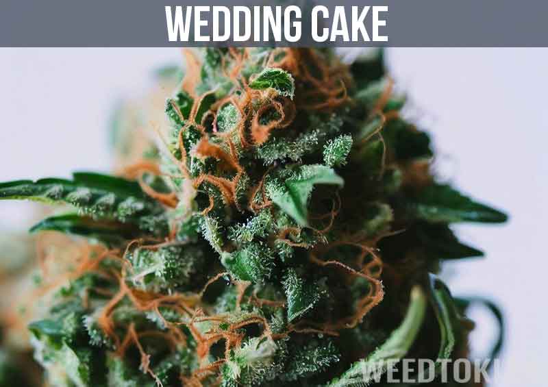 Wedding Cake Strain