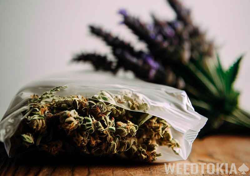 Weed baggie and Lavender