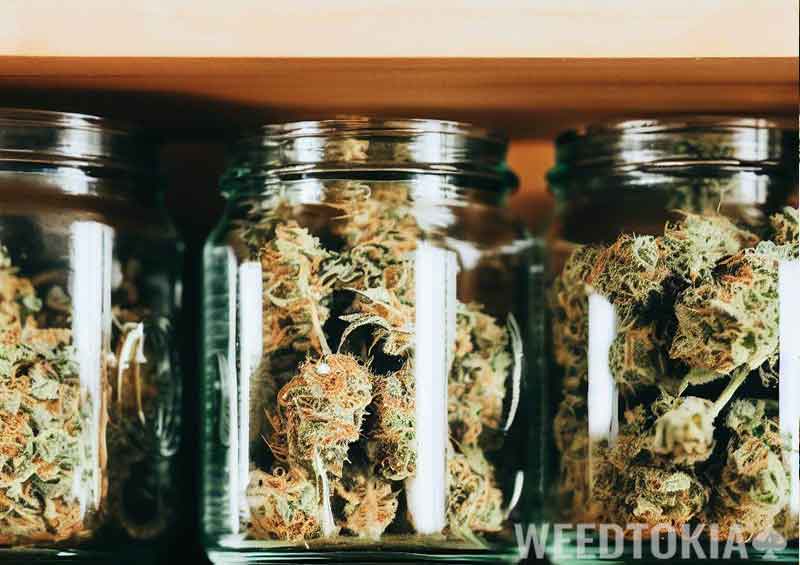 Weed jars on wooden shelf