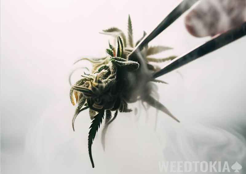 Weed steamed with tweezers