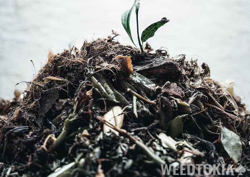 Weed stems used as compost