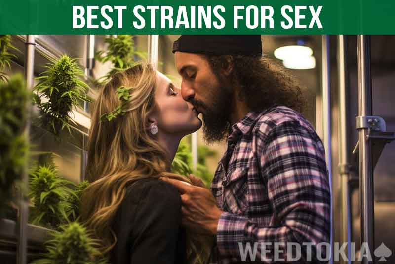 Weed Strains For Sex (Featured Image)