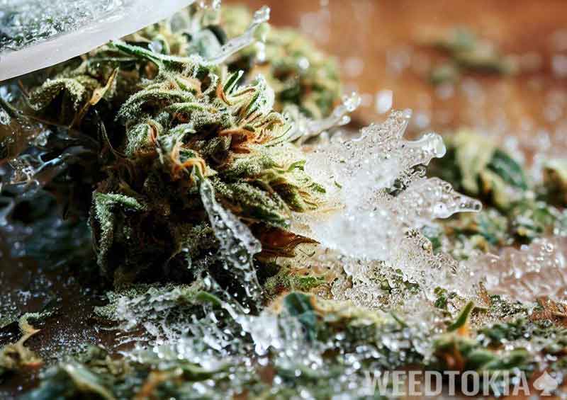 Weed unfreezing on a table