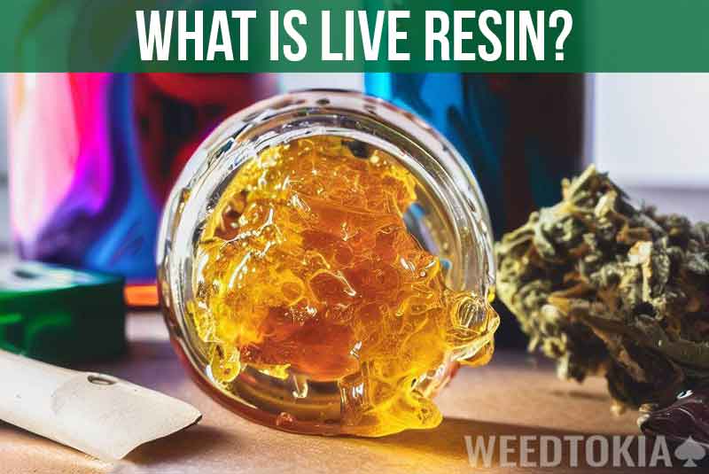 What Is Live Resin (Featured Image)