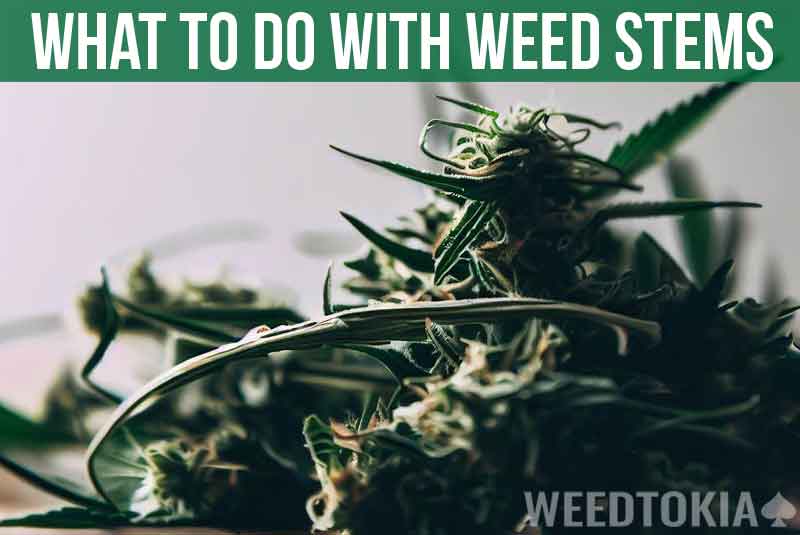 What To Do With Weed Stems (Featured Image)