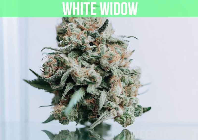 White Widow at dispensary